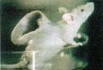 24-mouse.jpg