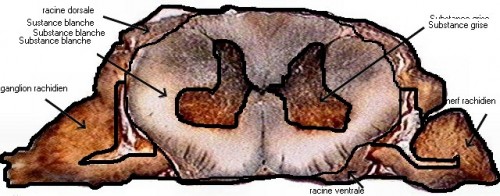 moelle épiniere letiers chabrand.jpg